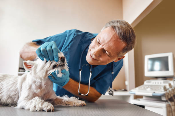 Best Weekend Emergency Dental Services in Berlin, OH